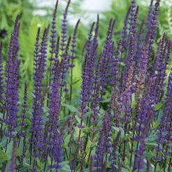 Salvia Nemorosa 'Caradonna'