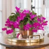 Pink Holiday Cactus In Copper-toned Cachepot -Planticaa Sales Store x600 32416