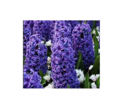 Springtime Sizzle Hyacinth, Forget-me-not & Sedum Collection -Planticaa Sales Store x600 3289