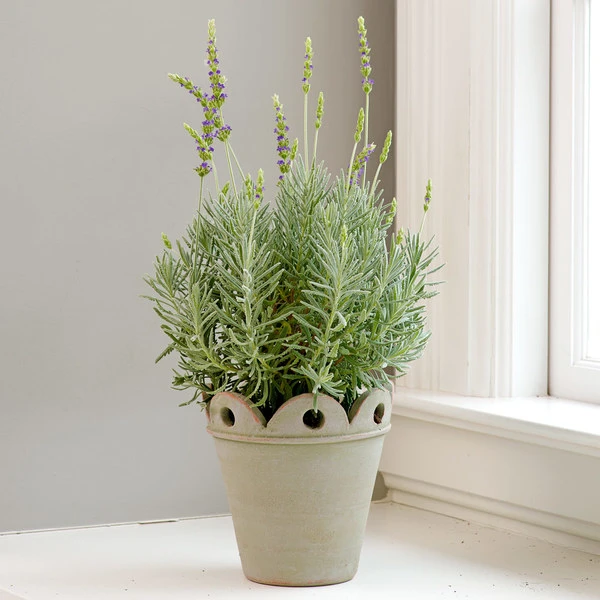 Pendu Pot And Saucer 4 Pendu Pot And Saucer - Image 2