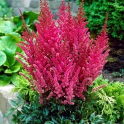Astilbe 'Montgomery'