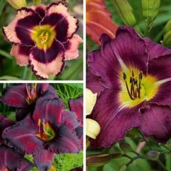 Sultry Eyes Hemerocallis Mix 12 Sultry Eyes Hemerocallis Mix -Planticaa Sales Store x600 33437