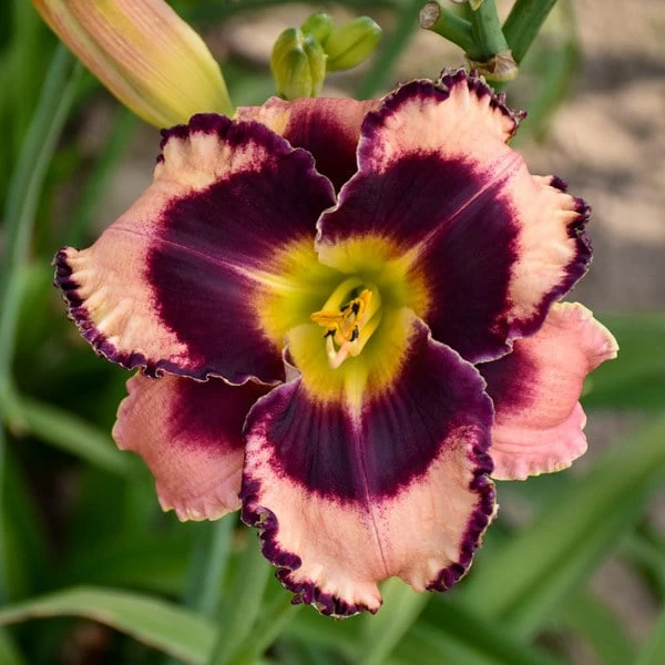 Sultry Eyes Hemerocallis Mix 7 Sultry Eyes Hemerocallis Mix - Image 5