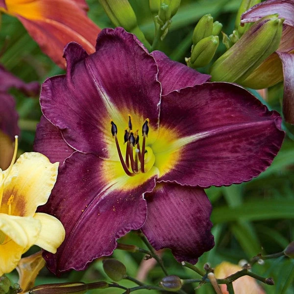 Sultry Eyes Hemerocallis Mix 8 Sultry Eyes Hemerocallis Mix - Image 6