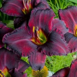 Sultry Eyes Hemerocallis Mix 15 Sultry Eyes Hemerocallis Mix -Planticaa Sales Store x600 33440