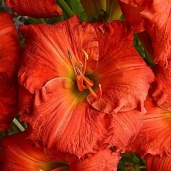 Sunset Glow Daylily Mix -Planticaa Sales Store x600 33442