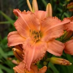 Sunset Glow Daylily Mix -Planticaa Sales Store x600 33443