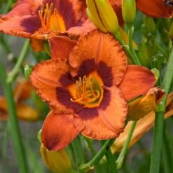 Sunset Glow Daylily Mix -Planticaa Sales Store x600 33445
