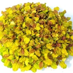 Ajuga Feathered Friends® 'Parrot Paradise' -Planticaa Sales Store x600 33521