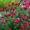 Monarda Bee-You® Bee Happy™ 2 Monarda Bee-You® Bee Happy™ -Planticaa Sales Store x600 33567