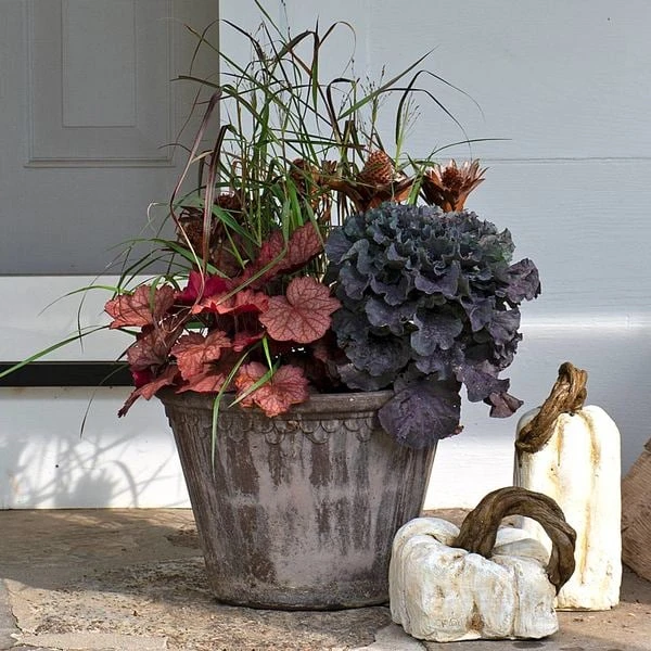 Brandied Peach Fall Collection 3 Brandied Peach Fall Collection