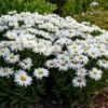 Leucanthemum X Superbum 'Whoops-a-Daisy' -Planticaa Sales Store x600 33672