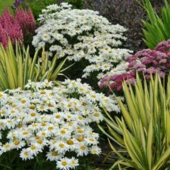 Leucanthemum X Superbum 'Whoops-a-Daisy' -Planticaa Sales Store x600 33674