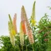 Eremurus Ruiter Hybrid Mix -Planticaa Sales Store x600 33695