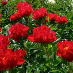 Peony 'Mackinac Grand' -Planticaa Sales Store x600 33734