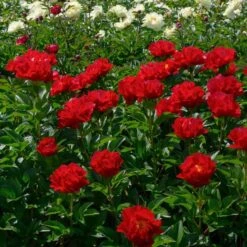 Peony 'Mackinac Grand' -Planticaa Sales Store x600 33735