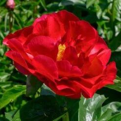 Peony 'Mackinac Grand' -Planticaa Sales Store x600 33736