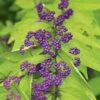 Callicarpa Dichotoma 'Early Amethyst' 2 Callicarpa Dichotoma 'Early Amethyst' -Planticaa Sales Store x600 33815