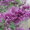 Syringa Bloomerang® Dark Purple 1 Syringa Bloomerang® Dark Purple -Planticaa Sales Store x600 33826