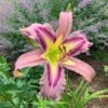 Hemerocallis (Daylily) 'Ocean Spirit' -Planticaa Sales Store x600 34049