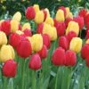 Strike Up The Band Perennial Tulip Collection -Planticaa Sales Store x600 34055