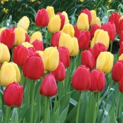 Strike Up The Band Perennial Tulip Collection
