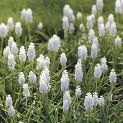 Muscari Botryoides 'Album' 8 Muscari Botryoides 'Album' -Planticaa Sales Store x600 34059