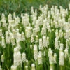Muscari Botryoides 'Album' -Planticaa Sales Store x600 34060