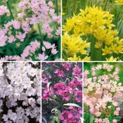 A Big Mix Of Little Alliums