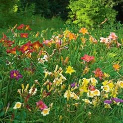 Collaboration For Sun For The North - Daffodils & Daylilies -Planticaa Sales Store x600 34076