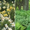 Collaboration For Part Shade For The South - Daffodils & Hosta 1 Collaboration For Part Shade For The South - Daffodils & Hosta -Planticaa Sales Store x600 34078