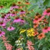 Echinacea 'Cheyenne Spirit' 1 Echinacea 'Cheyenne Spirit' -Planticaa Sales Store x600 34112