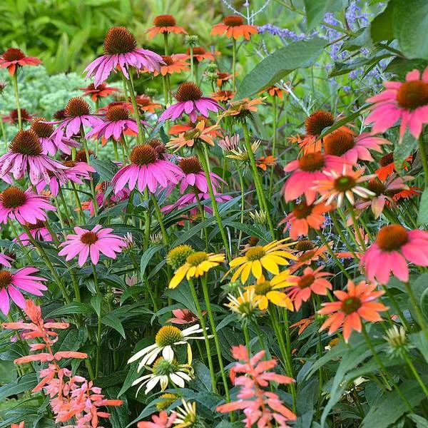 Echinacea 'Cheyenne Spirit' 3 Echinacea 'Cheyenne Spirit'