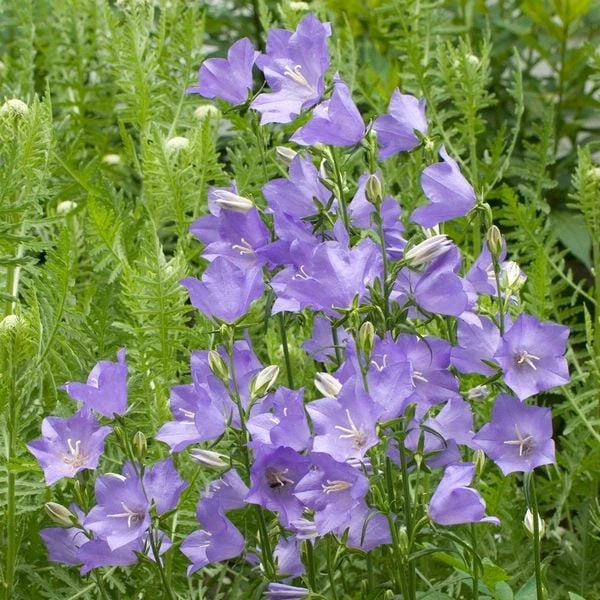 Campanula Persicifolia 'Telham Beauty' 4 Campanula Persicifolia 'Telham Beauty' - Image 2