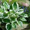 Hosta 'Patriot' -Planticaa Sales Store x600 34142