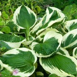 Hosta 'Patriot' -Planticaa Sales Store x600 34143