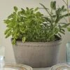 Gray Cottage Dish Planter And Saucer, 8½" Wide