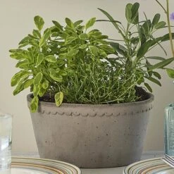 Gray Cottage Dish Planter And Saucer, 8½" Wide