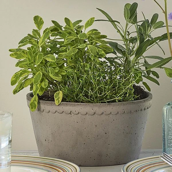 Gray Cottage Dish Planter And Saucer, 8½" Wide 3 Gray Cottage Dish Planter And Saucer, 8½" Wide