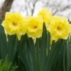 Narcissus 'Snowtip' -Planticaa Sales Store x600 34266