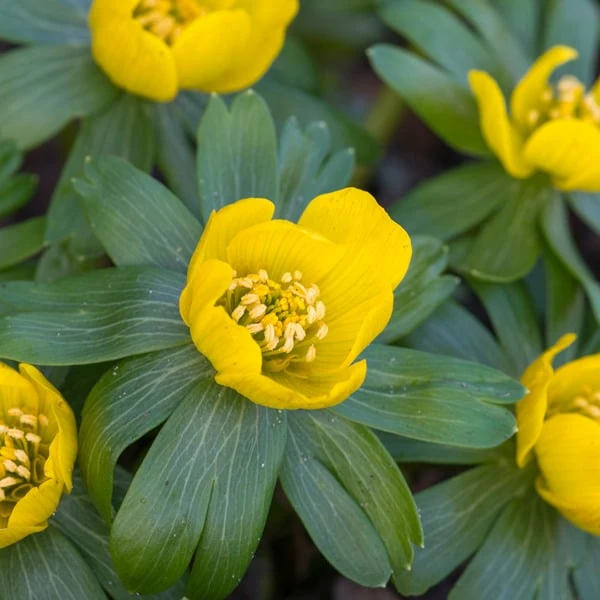Eranthis Hyemalis 3 Eranthis Hyemalis