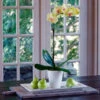 Yellow Moth Orchid In 5" White Ceramic Cachepot -Planticaa Sales Store x600 34433