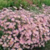 Chrysanthemum 'Clara Curtis' -Planticaa Sales Store x600 34442