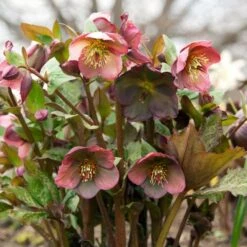 Helleborus Frostkiss® Penny's Pink 9 Helleborus Frostkiss® Penny's Pink -Planticaa Sales Store x600 34456