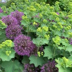 Alchemilla Mollis -Planticaa Sales Store x600 34461