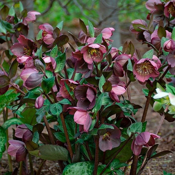 Helleborus Frostkiss® Pippa's Purple 3 Helleborus Frostkiss® Pippa's Purple