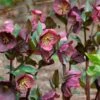 Helleborus Frostkiss® Penny's Pink -Planticaa Sales Store x600 34470