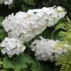 Hydrangea Quercifolia Gatsby Gal® -Planticaa Sales Store x600 34476