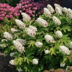 Hydrangea Quercifolia Gatsby Gal® -Planticaa Sales Store x600 34478