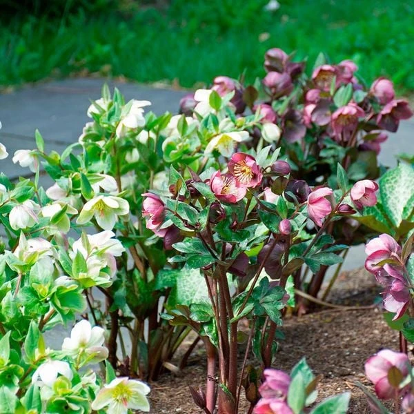Snow Chaser Hellebore Trio 4 Snow Chaser Hellebore Trio - Image 2